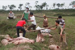 Cả nước còn 24 ổ dịch lở mồm long móng