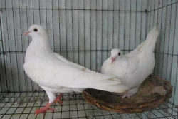 Kỹ thuật nuôi Chim bồ câu Pháp kiếm tiền triệu cực đơn giản