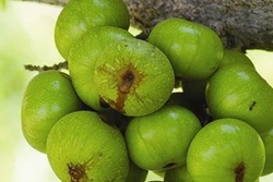Công dụng tuyệt vời của quả sung