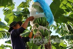Nông dân vẫn mở rộng diện tích dù chuối rớt giá