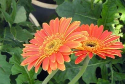Kỹ thuật chăm sóc cây hoa đồng tiền