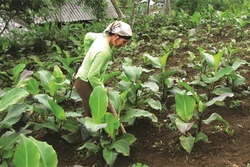Kỹ thuật trồng và chăm sóc cây dong riềng