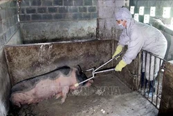 Điện Biên xuất hiện dịch tả lợn châu Phi 