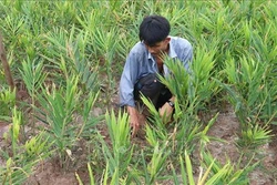 Các huyện ven biển Tiền Giang mở rộng diện tích rau màu thích ứng biến đổi khí hậu