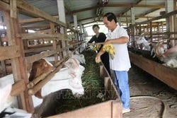Hiệu quả mô hình nuôi dê an toàn sinh học ở Tiền Giang