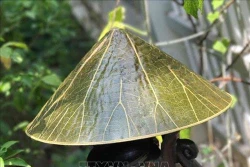 Những sản phẩm độc đáo nâng giá trị loài sen ở Huế