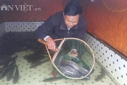 Ông Nguyễn Văn Vinh làm giàu từ nuôi cá lóc sộp và quất quả vàng chơi Tết