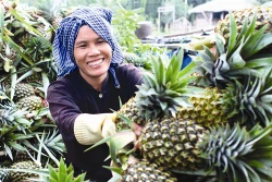 Kỹ thuật trồng dứa