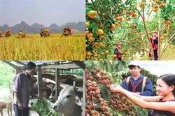 Chính sách tín dụng mới phục vụ phát triển nông nghiệp, nông thôn
