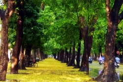 Hà Nội công bố kết luận thanh tra việc cải tạo, thay thế cây xanh