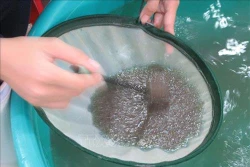 Nhiều giải pháp nâng cao chất lượng sản xuất tôm giống