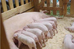 Một số lưu ý khi chăn nuôi heo trên đệm lót sinh học