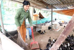 Vận động trang trại từng có lợn mắc tả lợn châu Phi ký cam kết không tái đàn