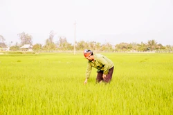 "Hạt ngọc trời" trên cánh đồng Mường Thanh