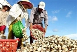 Nghêu biển Trà Vinh được mùa, được giá