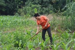 Gia đình bà Lý Chánh Kiêu, thôn Bình Giai, xã Phước Minh thoát nghèo nhờ vay vốn trồng cây sầu riêng và xen canh cây ngô. Ảnh: Sỹ Tuyên - TTXVN