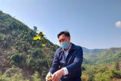 Quảng Ninh nhân thêm diện tích trồng cây sở chất lượng cao
