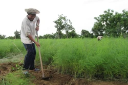 Măng tây đang là một trong những cây trồng giúp nông dân Ninh Thuận thoát nghèo, vươn lên làm giàu. Ảnh: Nguyễn Thành – TTXVN