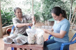 Nâng cao chất lượng sản phẩm đặc trưng Tây Nguyên
