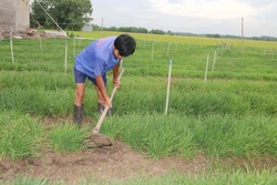 Trà Vinh chuyển đổi đất trồng mía sang cây trồng khác cho lợi cao