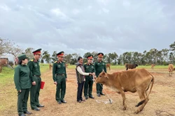Hỗ trợ bò giống cho hộ nghèo tại Đắk Nông