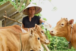 Bộ đội Biên phòng Quảng Trị hỗ trợ cây, con giống để người dân phát triển kinh tế. Ảnh: Thanh Thủy - TTXVN