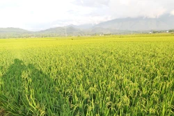Phát triển thương hiệu gạo Séng Cù Mường Lò
