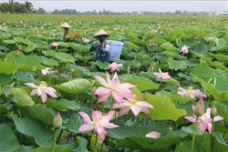 Gia tăng chuỗi giá trị cây sen nơi đất sen hồng