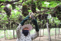 Ứng dụng công nghệ cao vào sản xuất và chế biến nho