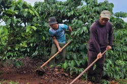 Mô hình cà phê gây quỹ giúp hộ nghèo Gia Lai phát triển sản xuất