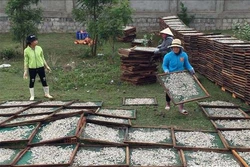 Ngư dân Quảng Ngãi trúng đậm cá cơm gần bờ