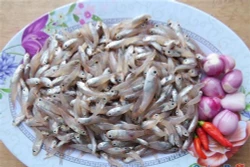 Cá man man - món ngon của mảnh đất miền Trung