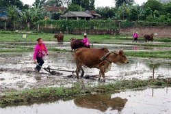 Thái Nguyên rộn ràng lễ hội xuống đồng đầu Xuân