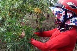 Bệnh khảm lá sắn gây hại trở lại