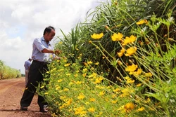 Mô hình "Bờ hoa, ruộng mía" cho hiệu quả cao ở nông trường Thành Long