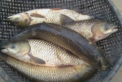Kỹ thuật ương cá trắm cỏ giống