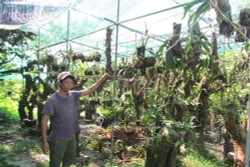 Chuyển đổi trồng phong lan thoát nghèo ở Bình Lục