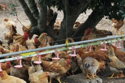 Bắc Giang nâng cao hiệu quả các hợp tác xã nông nghiệp