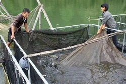 Nghệ An giúp dân nuôi cá bằng lồng công nghệ mới