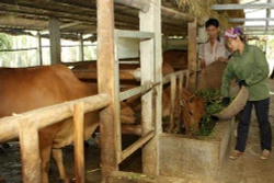 Hiệu quả mô hình trồng cỏ nuôi bò nhốt ở huyện miền núi Quỳ Hợp