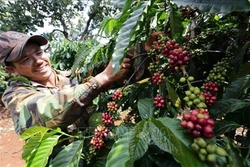 Phát triển thương hiệu giúp doanh nghiệp cà phê hội nhập quốc tế