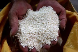 Bắc Ninh tăng giá trị lúa nếp cái hoa vàng