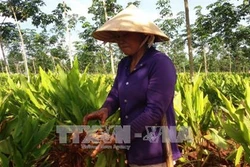 Mô hình trồng xen nghệ vườn cao su non cho thu nhập cao
