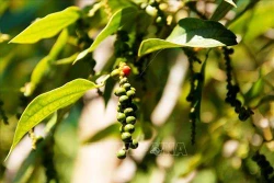 Phát triển thương hiệu hồ tiêu Hà Tiên