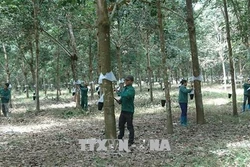Cao su Phú Riềng xuất khẩu sang 42 quốc gia