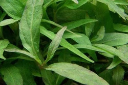 Những công dụng tuyệt vời của rau răm