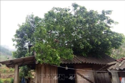 Quảng Trị: Khẩn trương khắc phục hậu quả mưa đá và lốc xoáy tại huyện Đakrông