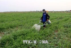 Sóc Trăng chuyển đổi cơ cấu cây trồng thích ứng với biến đổi khí hậu