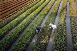 Nghị quyết “tam nông” tạo đà phát triển nền nông nghiệp hiện đại