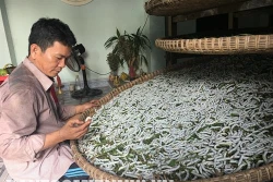 Nông Sơn khôi phục nghề trồng dâu nuôi tằm